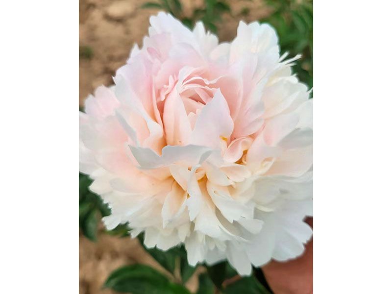 高級藝術 中早期 花徑極大 香味濃 